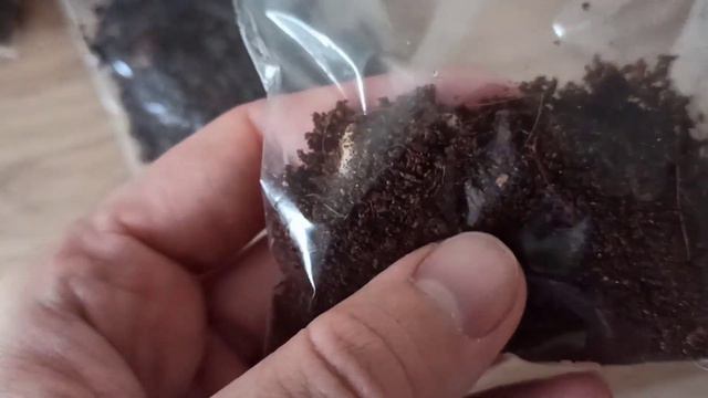 Odc. 224 Wysiew eukaliptusów i wschody palm смотреть онлайн