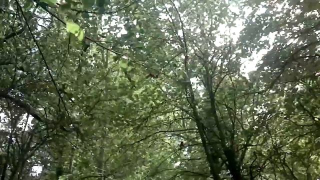 Подготовка к переезду Калининград - Пенза. Часть I смотреть онлайн