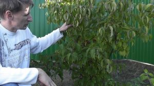 Кизил мужской