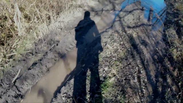 Охота на фазана по чернотропу с собакой русский охотничий спаниель. смотреть онлайн