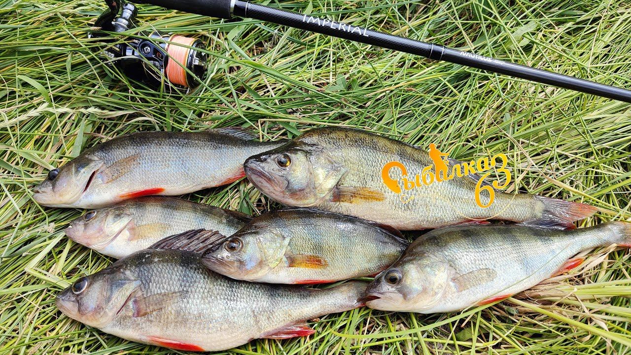 ОКУНЕВЫЙ БЕСПРЕДЕЛ. Мы подобрали ключик и наловили окуня смотреть онлайн