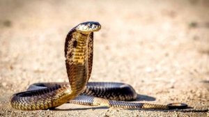 Река Нил - интересные факты