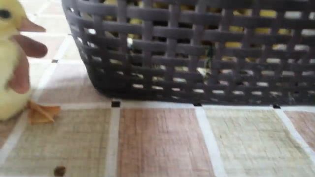 Инкубация мускусной утки - что нужно знать чтобы выводить утят в инкубаторе смотреть онлайн