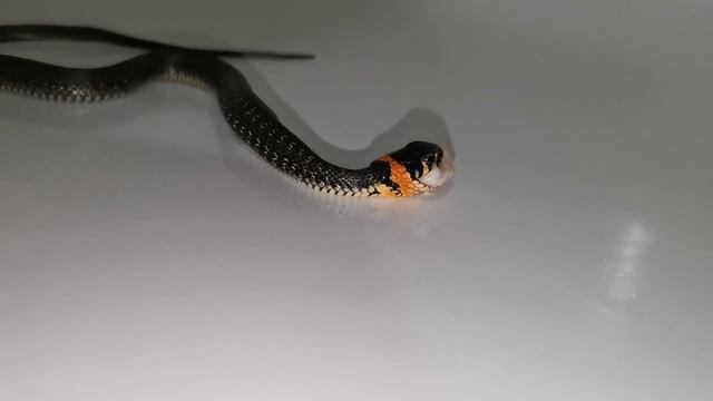 Кормление ужа