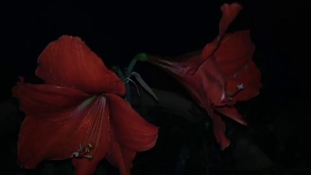 Ночные Лилии - 3.06.2019 смотреть онлайн