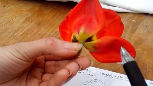 Строение цветка. смотреть онлайн