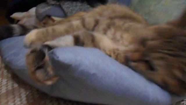 Опасная игривость:) Кошка Ромашка. смотреть онлайн