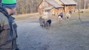 Жизнь на хуторе в лесу. Традиционная белорусская свежина. Последняя уборка в этом помещении.