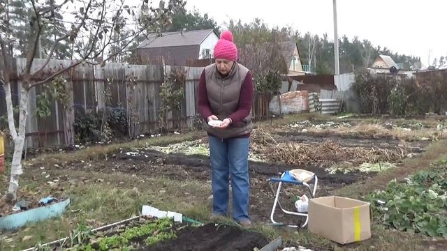 Подзимние посевы зеленных культур смотреть онлайн