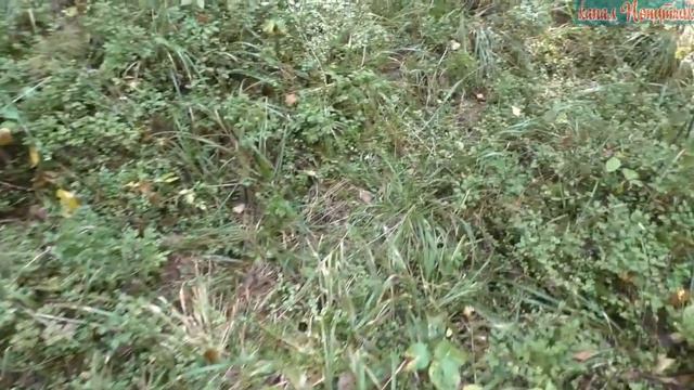 2019г О гоне лося смотреть онлайн