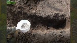 Суперфосфат удобрение. Как вносить осенью под перекопку.