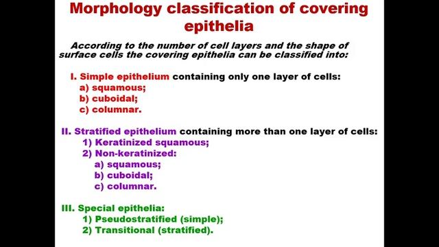 Solodova E.K. Epithelial tissues смотреть онлайн