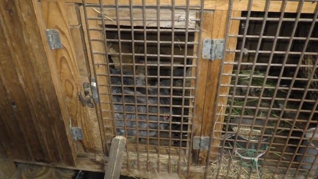 В хозяйстве Просто так Не Кормят