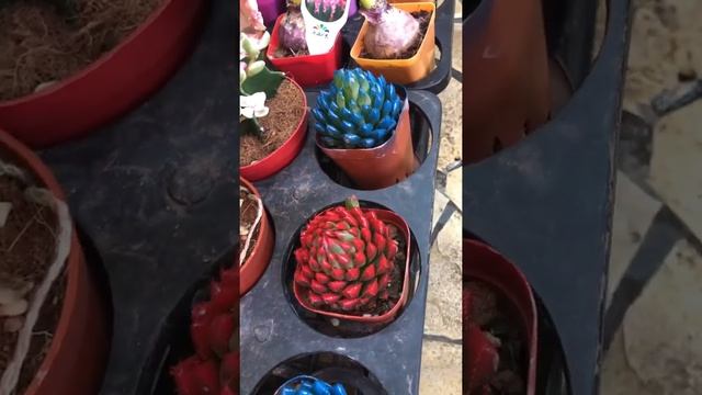 Cactus 02 #shorts || Haworthia Obtusa Crystal Light succulent Cactus || Lakwatcha TV смотреть онлайн