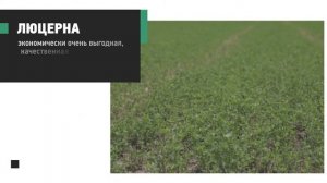 Кормовое медоносное растение. Люцерна.