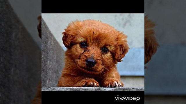 Щенок рычит. Как рычит собака. Звук щенка. | Puppy growls, sound dog, voice puppy смотреть онлайн