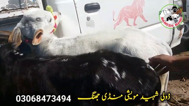 Top Class Dhani Nasal Bull Leaty Racer Bull For Sale In Janwar Mandi Doli Shaheed смотреть онлайн