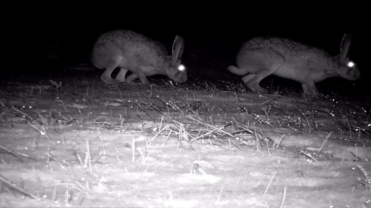 The nightlife of hares in winter / Ночная жизнь зайцев зимой смотреть онлайн