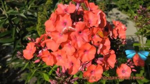 Флокс метельчатый Ориндж Перфекшн ? обзор: как сажать, рассада флокса Ориндж Перфекшн