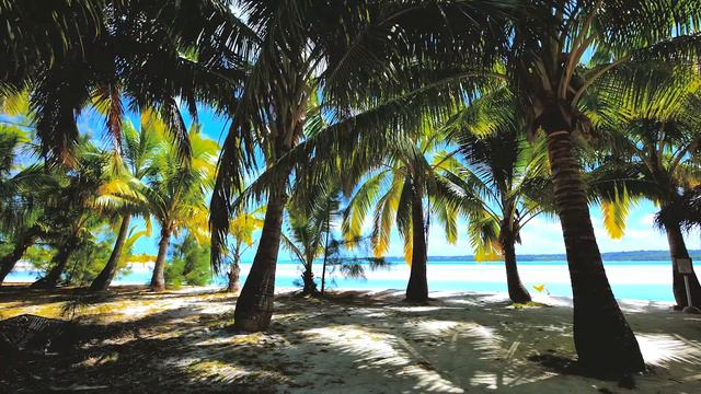 🙏 Meditation Video. Palm Trees смотреть онлайн