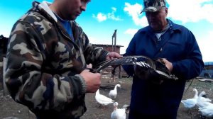 Подрезаем крылья подсадным уткам.