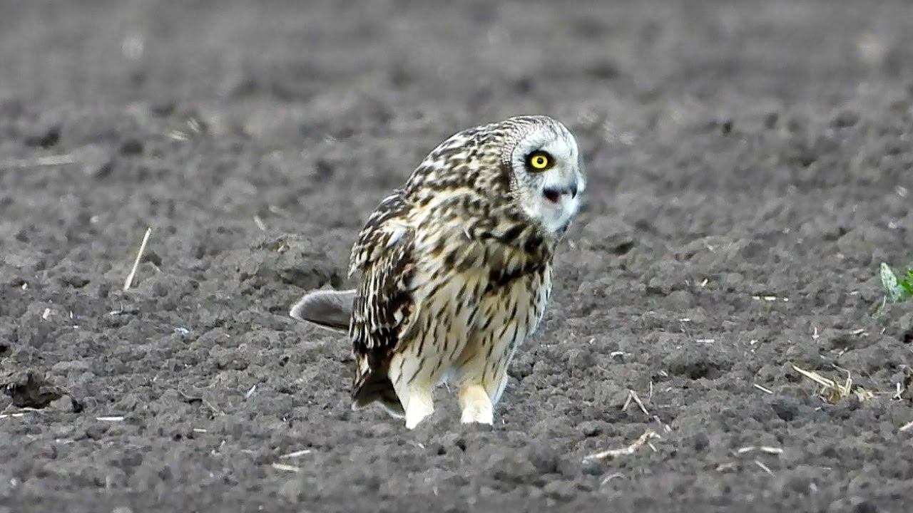 Болотная сова отрыгивает погадку / Short-eared owl regurgitates pellet смотреть онлайн