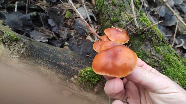 Грибы зимой Растут ли грибы зимой Фламулина смотреть онлайн