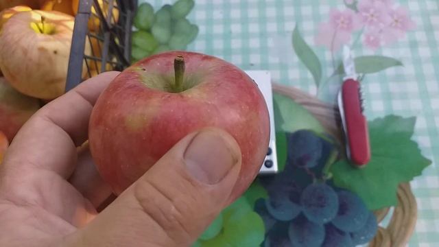 С праздником Спаса! Обзор летних сортов яблок и дегустация смотреть онлайн