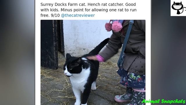 Times People Asked To Rate Their Cats And Got Hilariously Wholesome Results - cute cat #1 смотреть онлайн