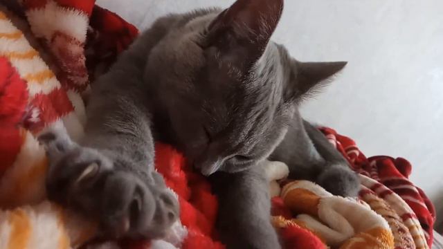 Приколы 2017 кот сосет плед, британский кот , котёнок смотреть онлайн