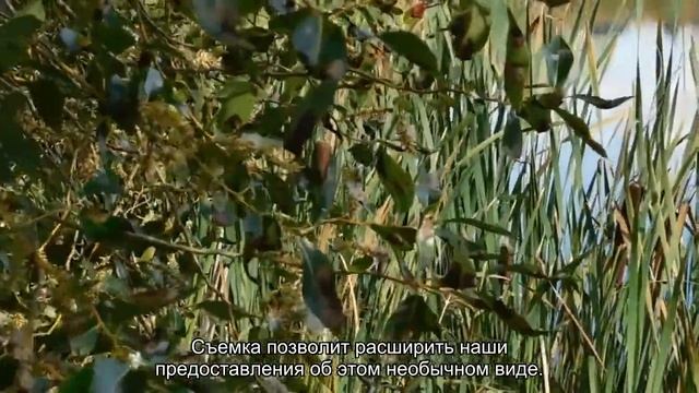 Посмотрите на «жуткого» глубоководного кальмара Magnapinna смотреть онлайн