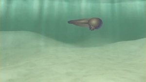 Размножение земноводных