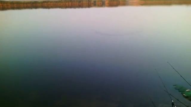 карп 2,9 кг. Феодосия ставок Сараголь смотреть онлайн