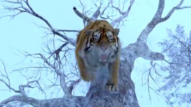 Man vs Tiger (человек против тигра) смотреть онлайн