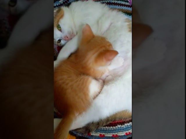 Поели, поспали. Поспали, поели смотреть онлайн