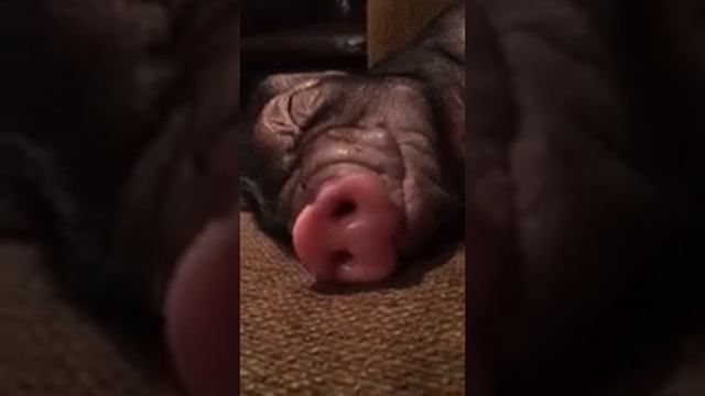 Meishan pig dreams смотреть онлайн