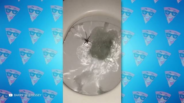 Если Вы Боитесь Пауков, не Смотрите Это смотреть онлайн