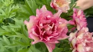 Пион ИТО-гибрид Джулия Роуз