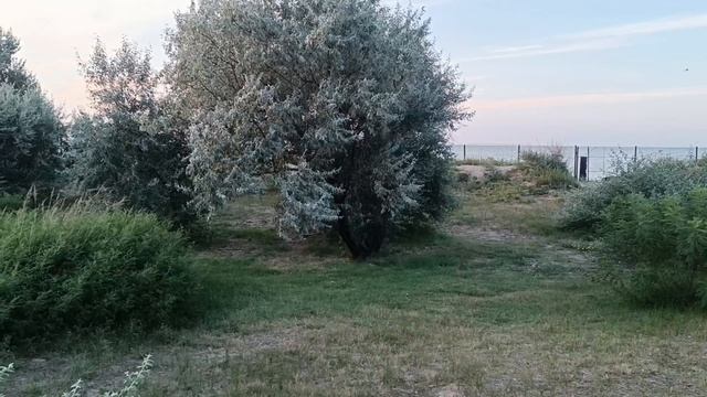 Сотни медуз прибило к берегу! Вчера ещё было хорошо! 1-2 августа 2023 Пересыпь, Азовское море