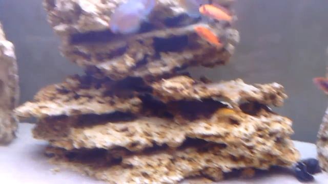 Цихлиды озера малави (мбуны) смотреть онлайн