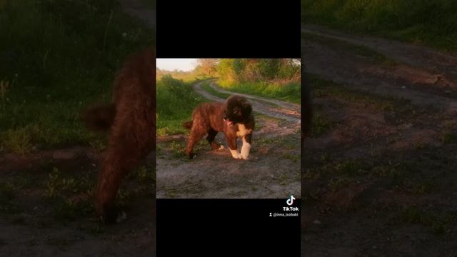щенки кавказской овчарки