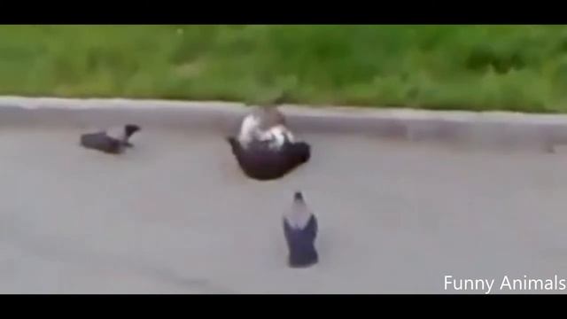 Бокс-Дерущиеся Коты и Вороны HD смотреть онлайн