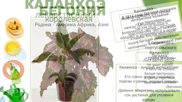Паспорт комнатных растений смотреть онлайн