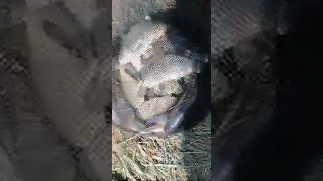 Рыбалка на 2-ой КОПИ, Купинский район, НСО, 2020 год смотреть онлайн
