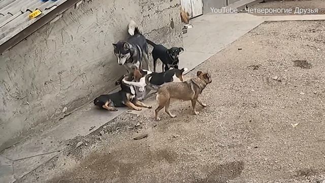 Жестко сцепились мои подобрыши? Еле разняла. Подрались и котята. Вакцинация продолжается. смотреть онлайн