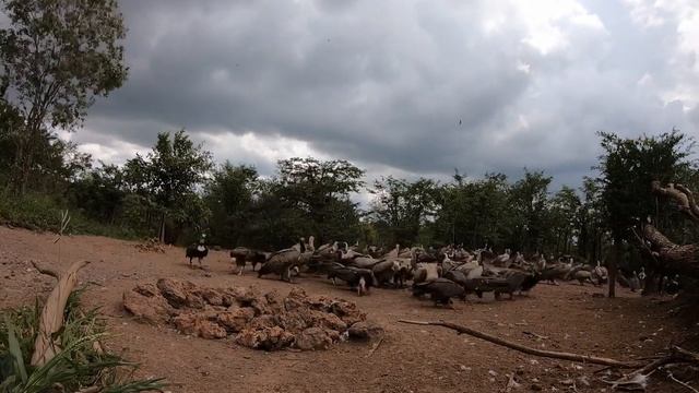 Vulture Culture Experience at Victoria Falls Safari Lodge смотреть онлайн