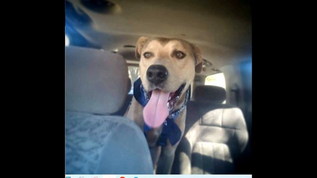 Отравленного пса уже посчитали мертвым, но он внезапно начал тихонько дышать смотреть онлайн