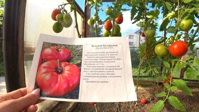 Томаты сортов Сэр Элиан и Большой Зак смотреть онлайн
