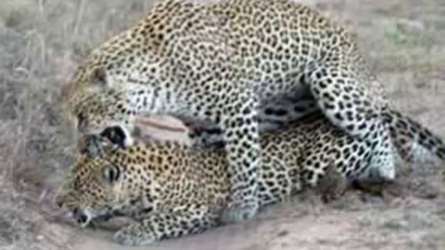 Tiger - Tiger fighting and love смотреть онлайн