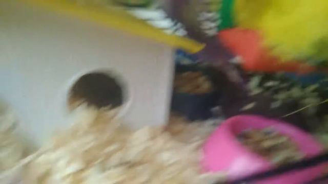 Хомяк сломал лапку | какую еду можно давать | #МАСЯЖИВИ смотреть онлайн